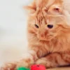 Lot de 3 jouets avec herbe à chat - Fraises - Petstages