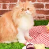 Lot de 2 jouets pour chat - Vin et Fromage 🍷🧀 - HugSmart