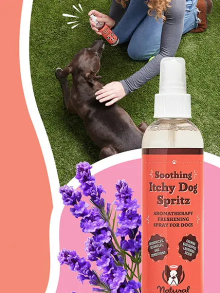 Lotion anti démangeaison pour Chien - Itchy Dog Spritz - Natural Dog Company
