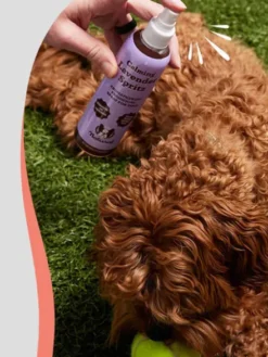 Lotion apaisante pour chien - Calming Lavender Spritz - Natural Dog Company