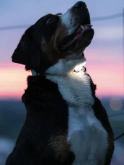 Lumière haute visibilité pour chien - Max & Molly Matrix 2.0 - Noir