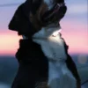 Lumière haute visibilité pour chien - Max & Molly Matrix 2.0 - Rose Clair
