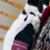 Maxi jouet pour chat - Cat Kicker - Bouteille de vin 🍷 - Pet PLAY