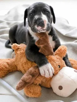 Maxi peluche Marvin l'élan pour chien - KONG Cozies