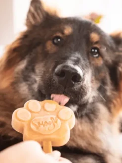 Mélange pour glaces pour chien - Caramel crémeux 🍮 - Smoofl
