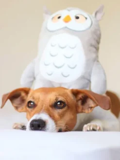 Molly la Chouette - Peluche pour chien