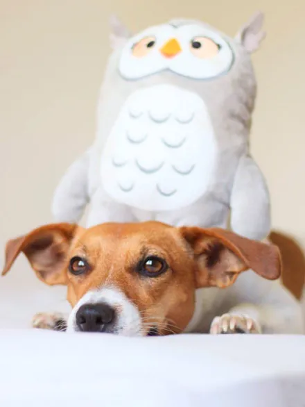 Molly la Chouette - Peluche pour chien