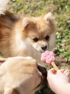 Moule à glaces pour chiot et petit chien - Taille XS - Smoofl