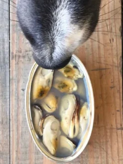 Moules vertes de Nouvelle-Zélande au naturel pour chien - Canumi