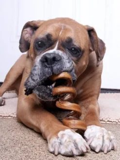 Nerf de boeuf - Bully Stick en spiral à mâcher pour chien