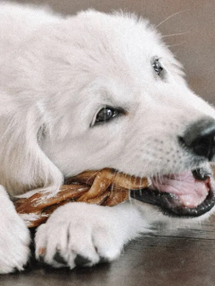 Nerf de boeuf - Bully Stick tressé à mâcher pour chien - 12 cm