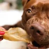 Oreilles d'agneau à mâcher pour chien - Paul & Paulina