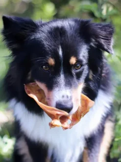 Oreilles de porc à mâcher pour chien
