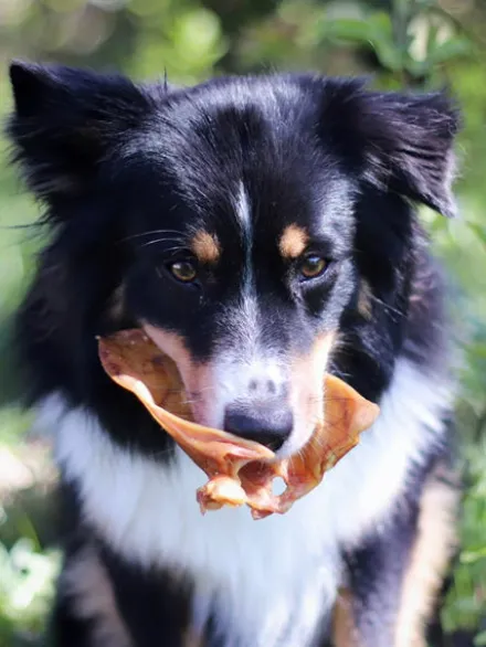 Oreilles de porc à mâcher pour chien