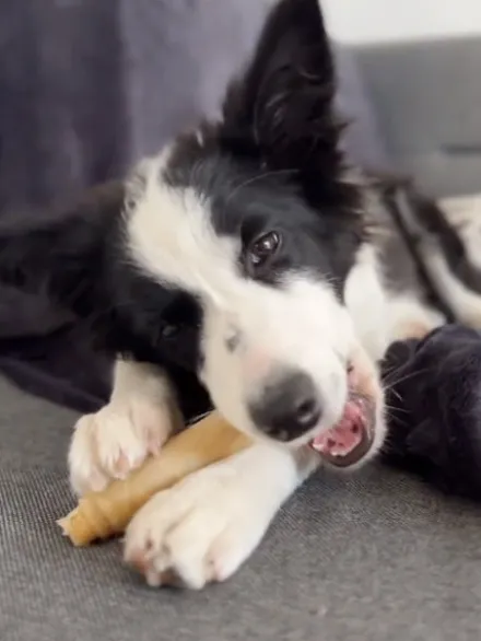 Os à mâcher pour chien - Boeuf 🐂 et Lapin 🐇 - Syta Micha