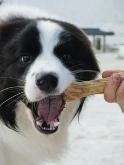Os à mâcher pour chien - Boeuf 🐂 Kiwi et Coco - Syta Micha