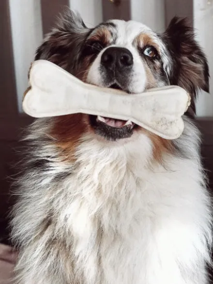 Os à mâcher XL pour chien - Boeuf 🐂 - Syta Micha