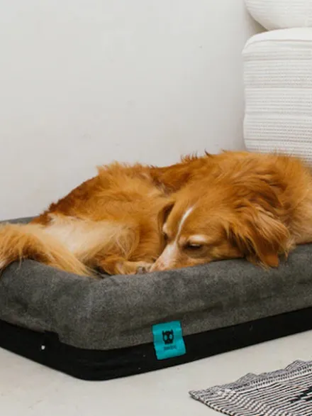Panier pour chien - Zee.Bed Skull (2 tailles dispo.) - Zee.Dog