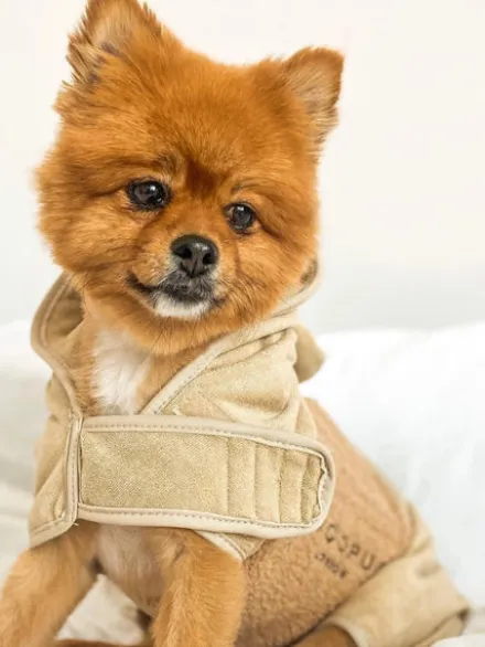 Peignoir de séchage pour chien - Teddybear 🐻 - Cocopup London