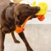 Peluche avec corde pour chien - Poussin - Fringe PetShop
