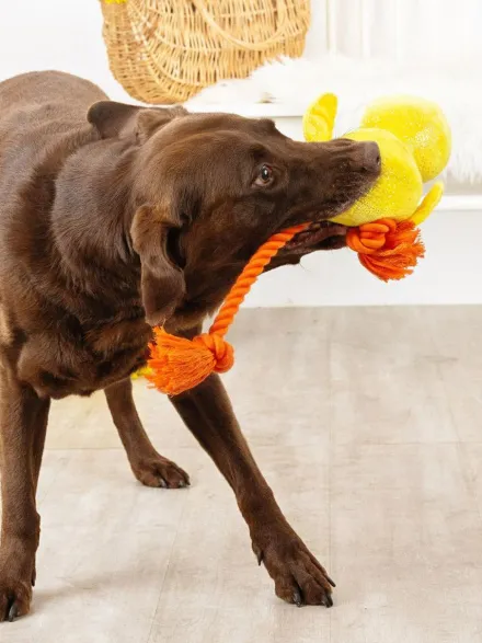 Peluche avec corde pour chien - Poussin - Fringe PetShop