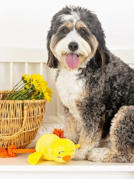 Peluche avec corde pour chien - Poussin - Fringe PetShop