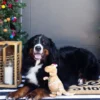 Peluche de Noël pour chien - Cookie-saurus 🦖🍪 - Fringe Petshop