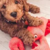 Peluche de Noël pour chien - Homard 🦞 - Fringe Petshop