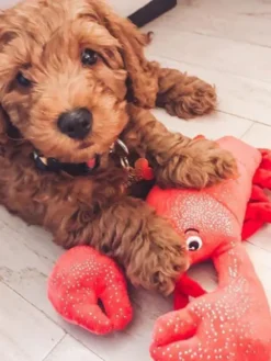 Peluche de Noël pour chien - Homard 🦞 - Fringe Petshop