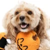 Peluche d'halloween pour chien - Citrouille étirable 🎃 - FuzzYard