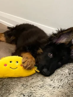 Peluche originale pour chien - 🌮 Tacos Nomnomz - Zippy Paws