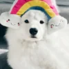 Peluche originale pour chien - Arc en Ciel 🌈 - Zippy Paws