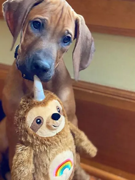 Peluche originale pour chien - Slothicorn tatoué 🦥🌈🦄 - Fringe PetShop