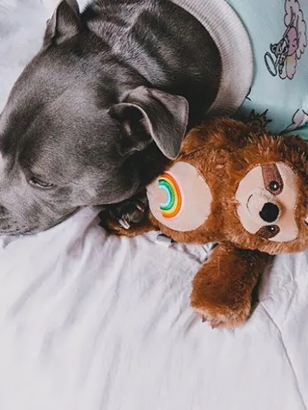 Peluche originale pour chien - Slothicorn tatoué 🦥🌈🦄 - Fringe PetShop