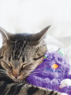 Peluche pour chat - Purr Pillow Kitty - Pet stages
