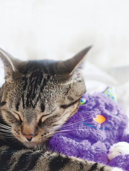 Peluche pour chat - Purr Pillow Kitty - Pet stages