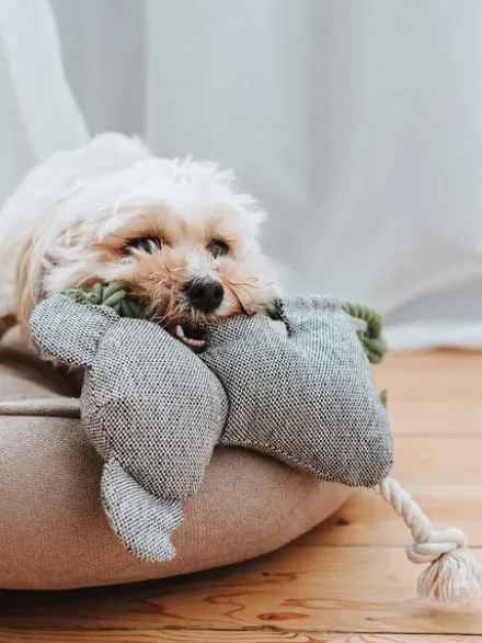 Peluche pour chien avec corde - Koala 🐨 - Hunter