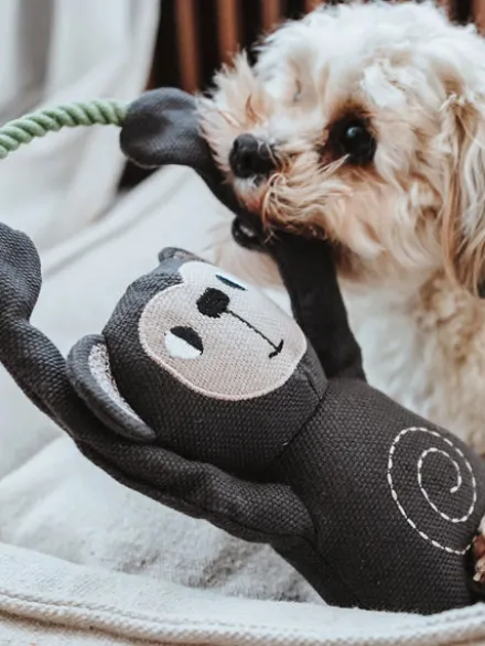 Peluche pour chien avec corde - Singe 🐒 - Hunter