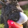 Peluche pour chien Blooming Buddies - Champignon 🍄 - Pet PLAY