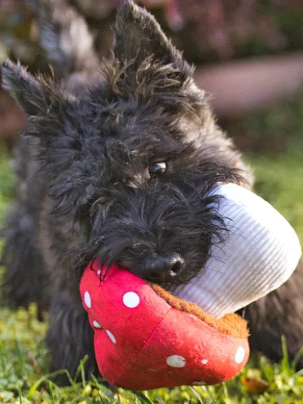 Peluche pour chien Blooming Buddies - Champignon 🍄 - Pet PLAY
