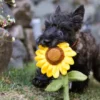 Peluche pour chien Blooming Buddies - Tournesol 🌻 - Pet PLAY