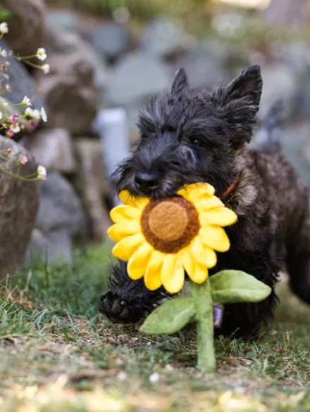 Peluche pour chien Blooming Buddies - Tournesol 🌻 - Pet PLAY