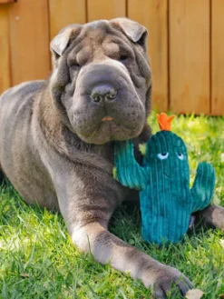 Peluche pour chien Blooming Buddies - Cactus 🌵 - Pet PLAY