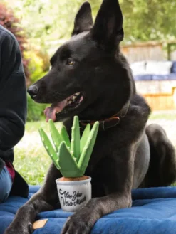 Peluche pour chien Blooming Buddies - Pot Aloe Vera 🌱 - Pet PLAY