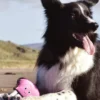 Peluche pour chien écologique - Pieuvre - Beco Pets