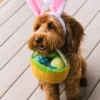 Peluche pour chien - Hippity Hoppity - Panier de pâques 🧺