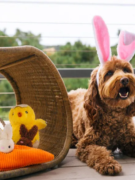 Peluche pour chien - Hippity Hoppity - Poussin dans son œuf 🐣