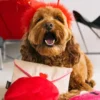 Peluche pour chien - Love Bug - Lettre d'amour 💌 - Pet PLAY