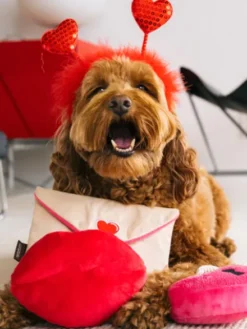 Peluche pour chien - Love Bug - Lettre d'amour 💌 - Pet PLAY