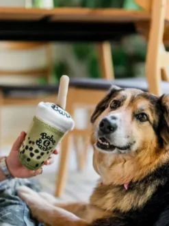 Peluche pour chien - Matcha Boba 🧋 - Pet PLAY